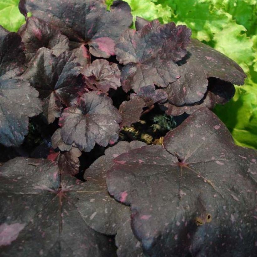 Heuchera Midnight Rose (Foliage)