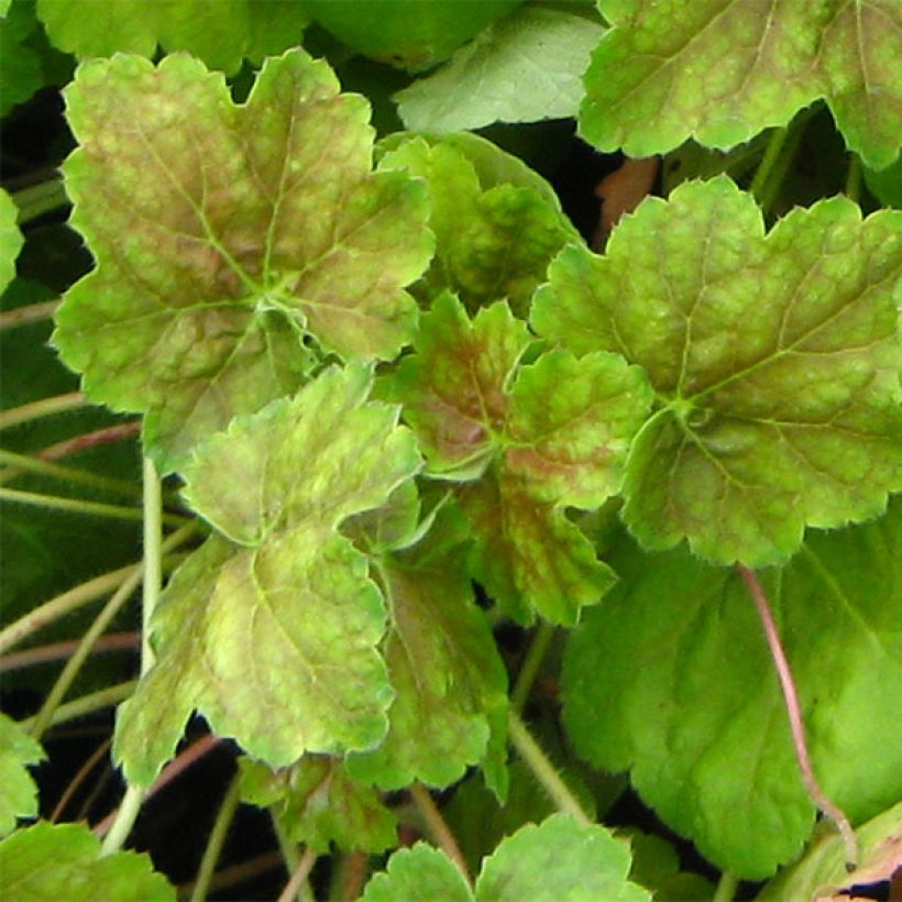 Heuchera Miracle (Foliage)