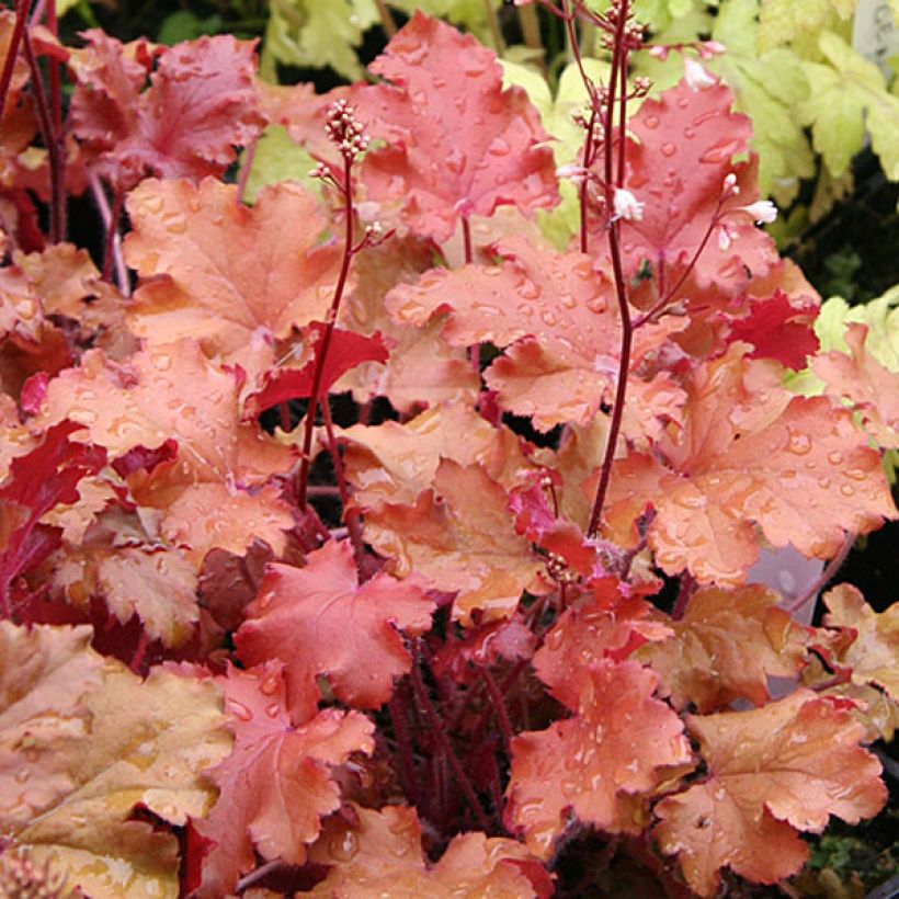 Heuchera Peach Crisp (Foliage)