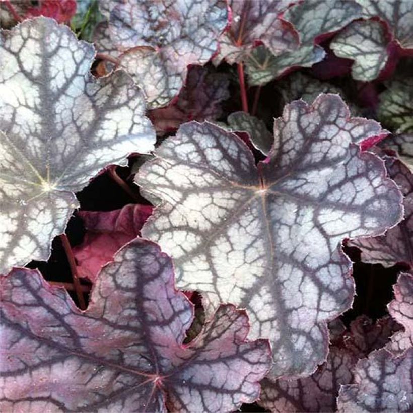 Heuchera Pewter Moon (Foliage)