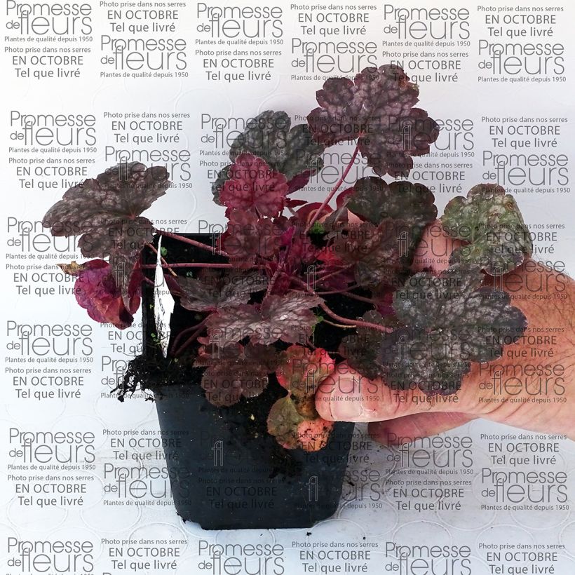 Example of Heuchera Pewter Moon Tin specimen as delivered