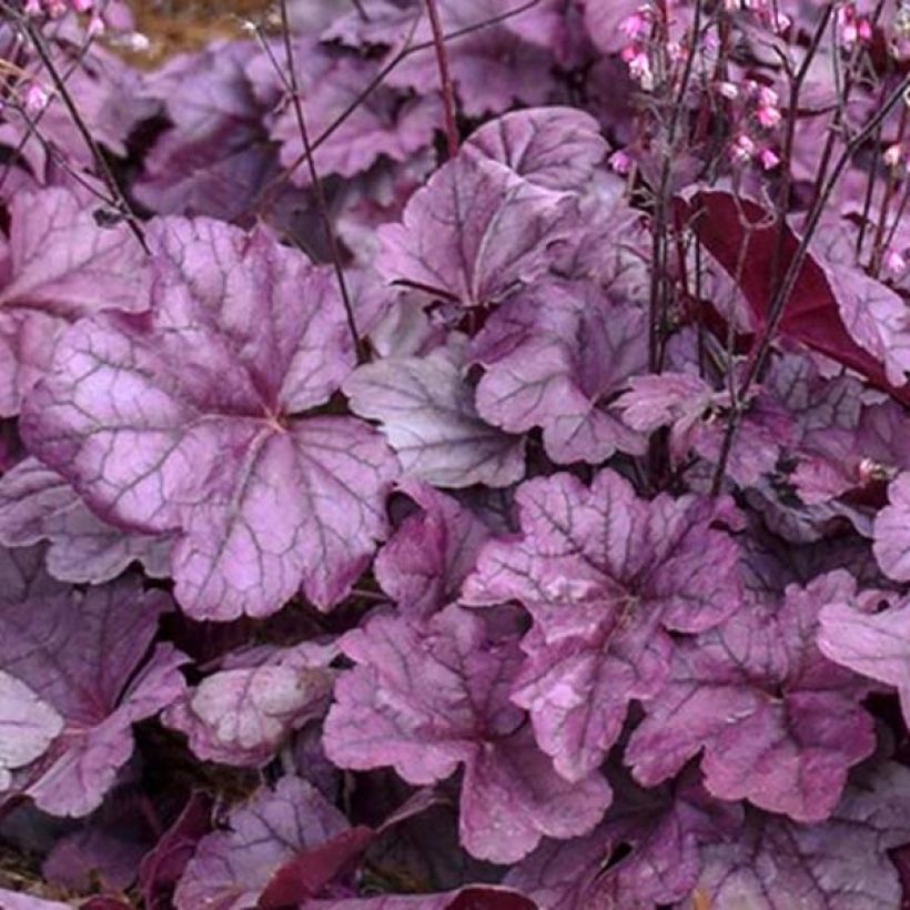 Heuchera Pink Panther (Foliage)