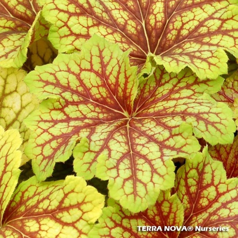 Heuchera Red Lightning (Foliage)