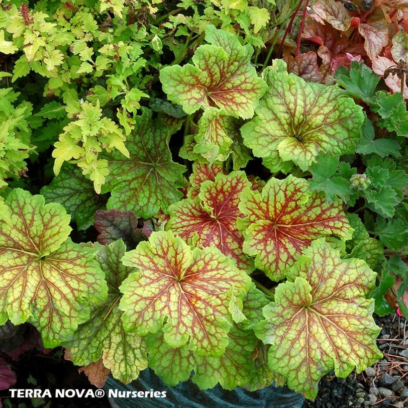 Heuchera Red Lightning (Plant habit)