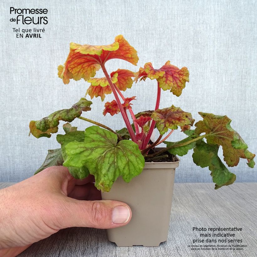 Heuchera Red Lightning sample as delivered in spring