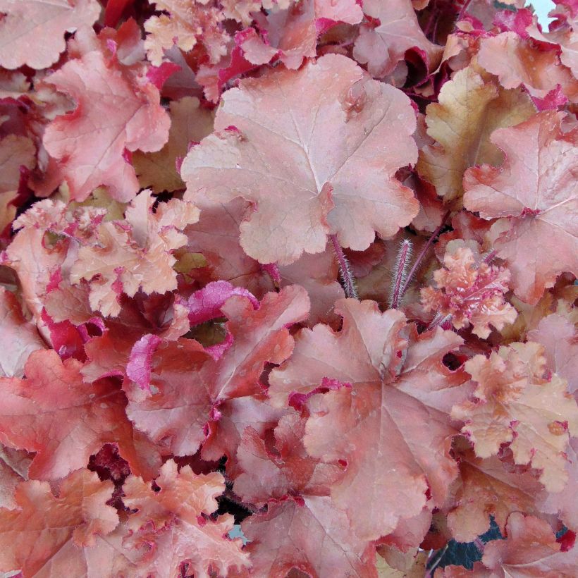 Heuchera micrantha Red Sea (Foliage)