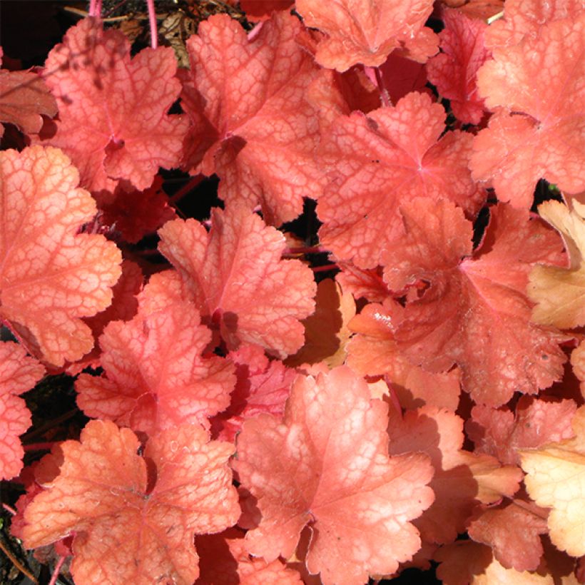 Heuchera Rio (Foliage)