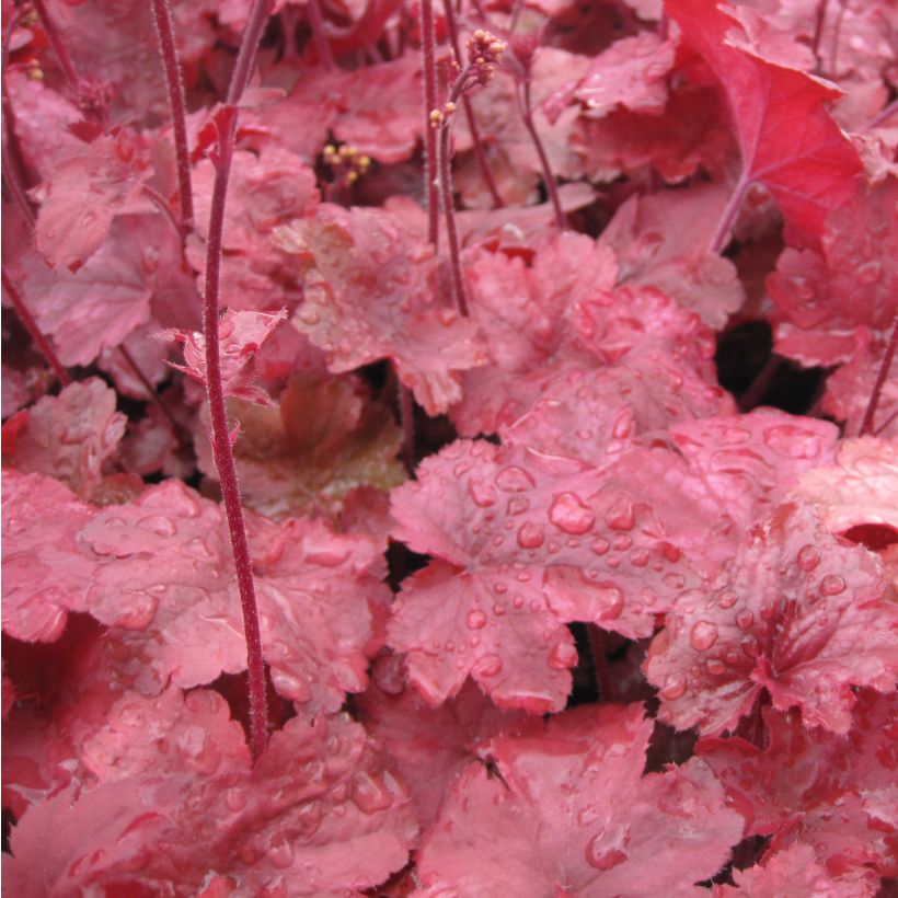 Heuchera Root Beer (Foliage)