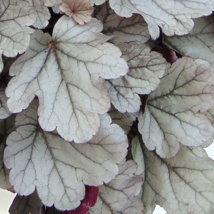 Heuchera Silver Gumdrop (Foliage)