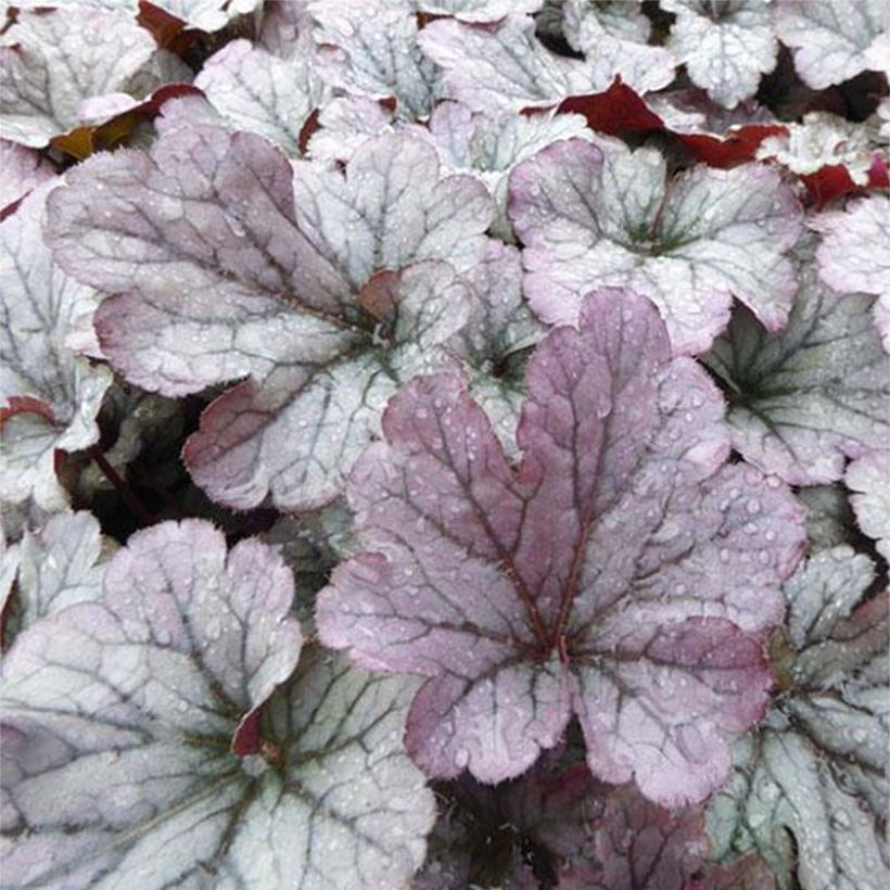 Heuchera Sloeberry (Foliage)