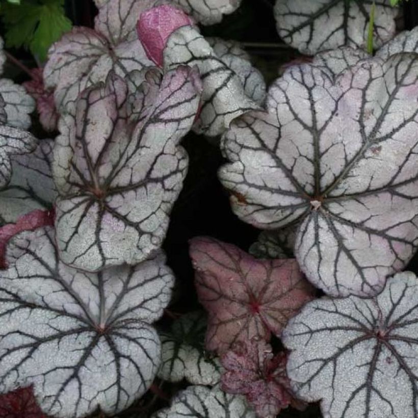 Heuchera villosa Sugar Plum (Foliage)