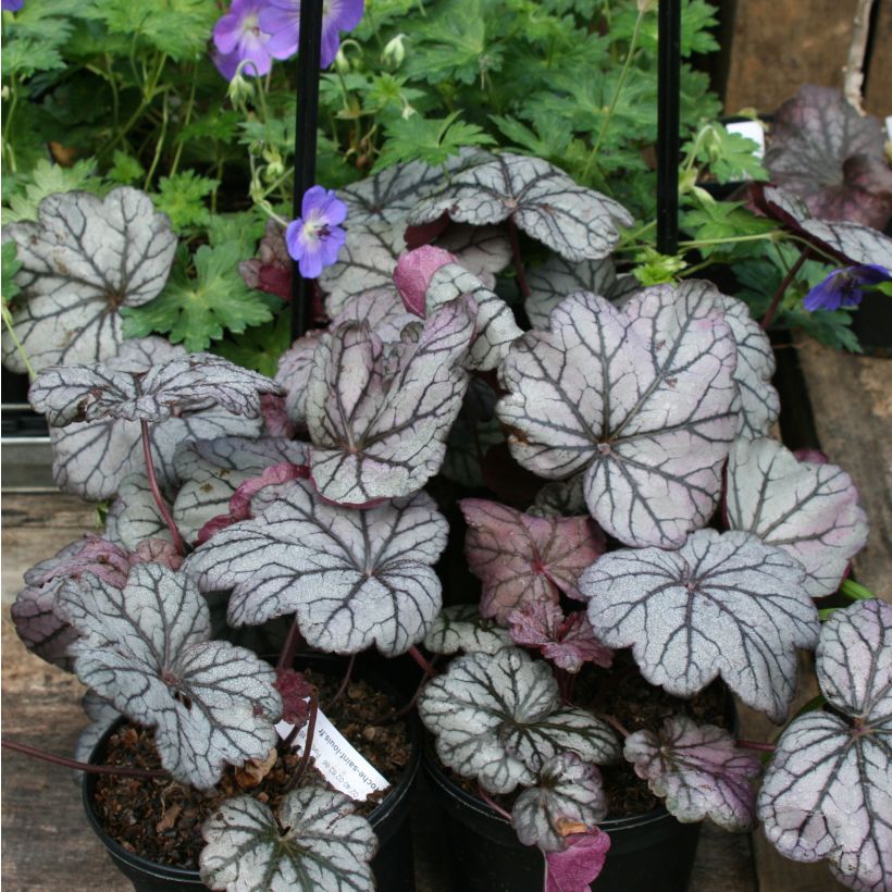 Heuchera villosa Sugar Plum (Plant habit)