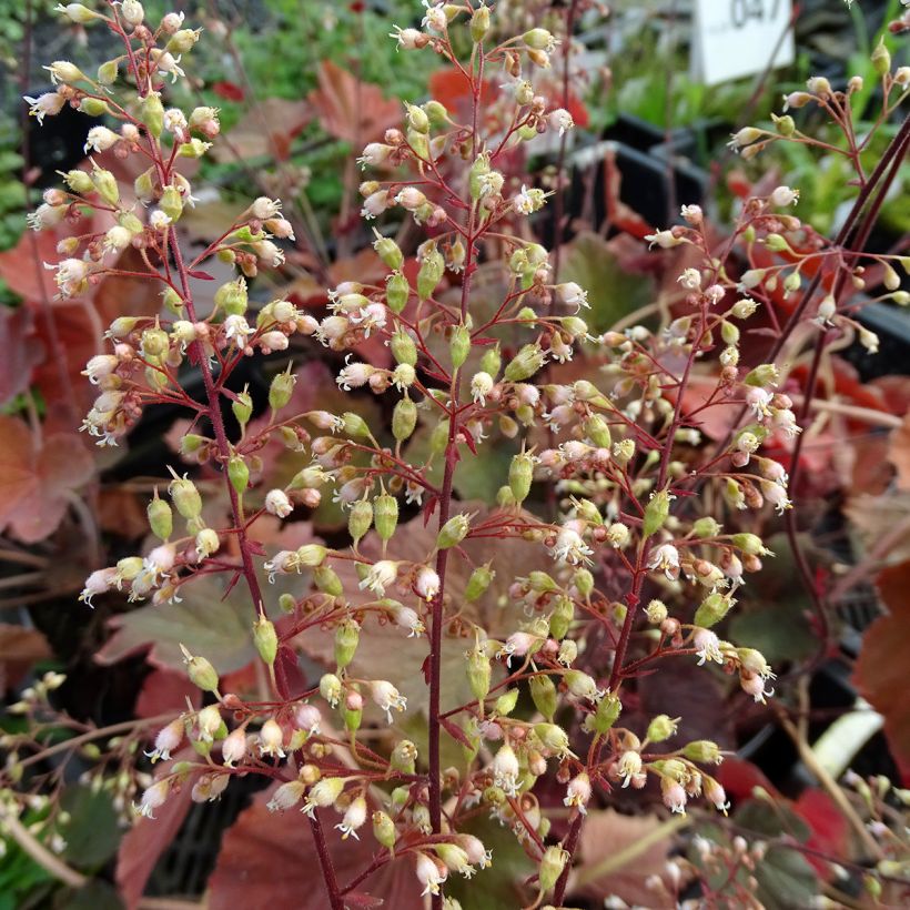 Heuchera XXL (Flowering)