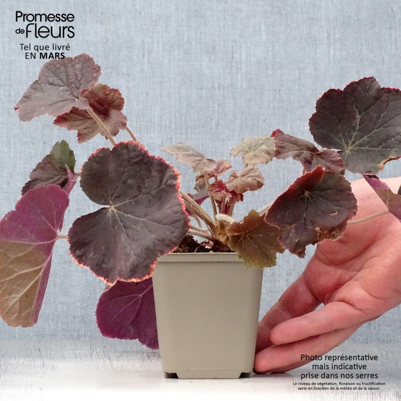 Heuchera XXL sample as delivered in spring