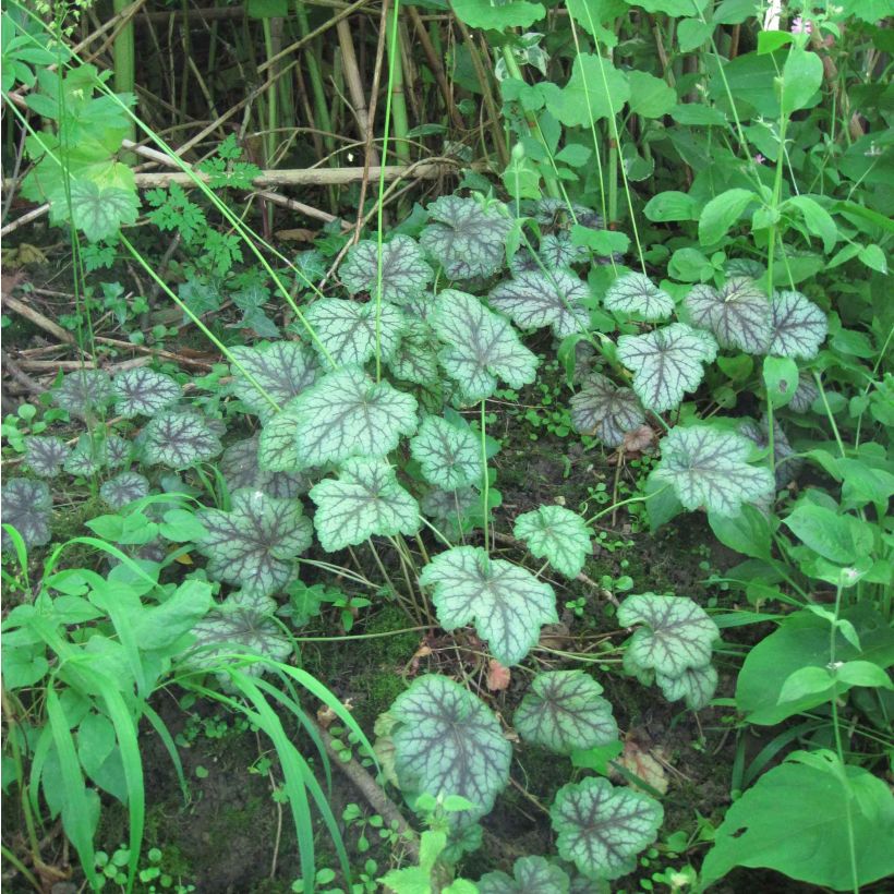 Heuchera americana Dales Strain (Plant habit)