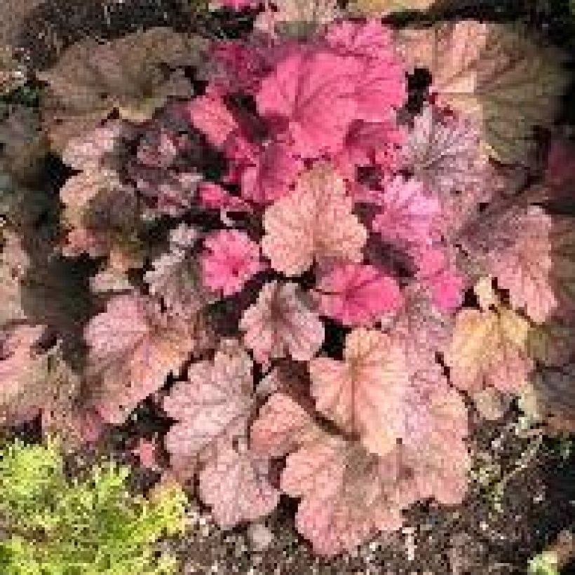 Heuchera Berry Smoothie (Plant habit)