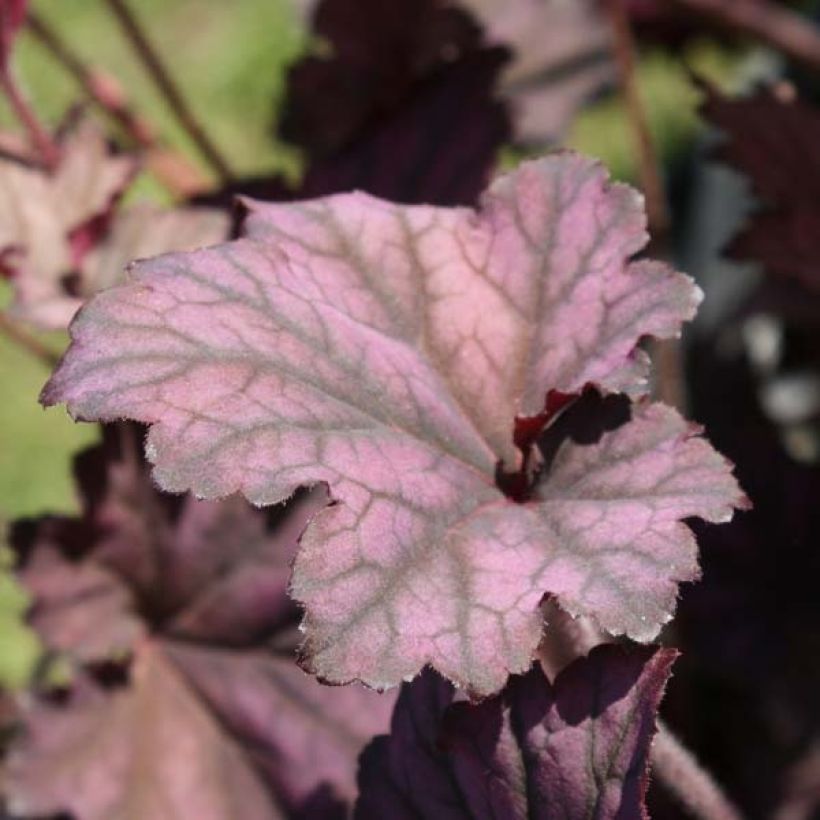 Heuchera Plum Pudding (Plant habit)