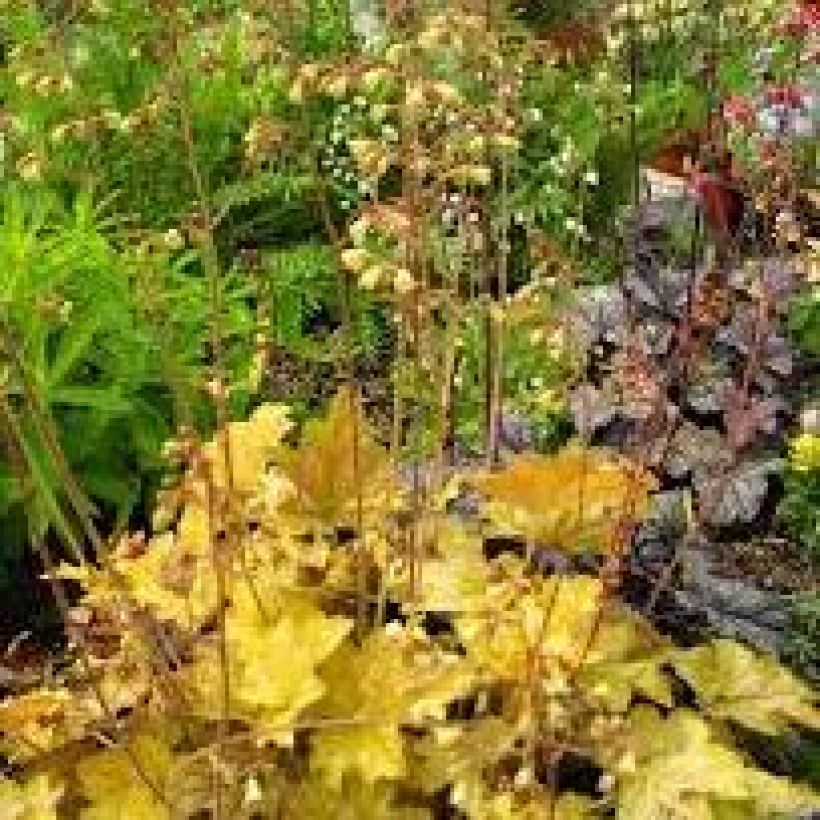 Heuchera Ginger Ale (Plant habit)