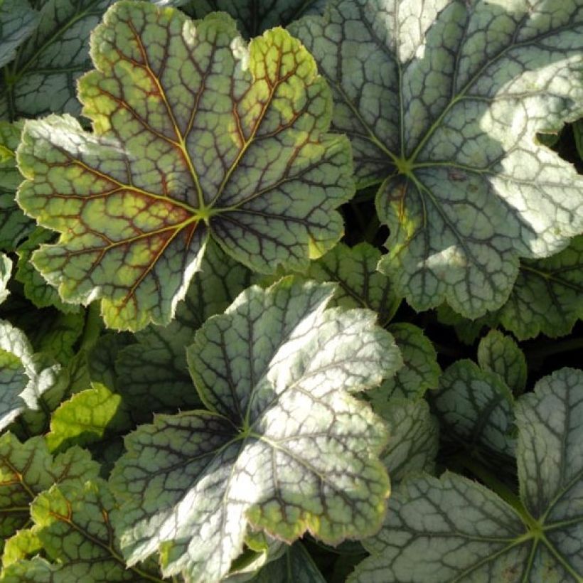 Heuchera Green Spice (Foliage)