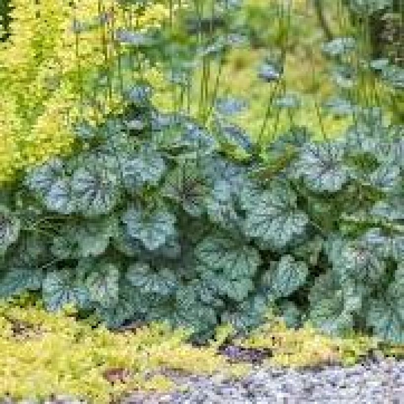 Heuchera Green Spice (Plant habit)