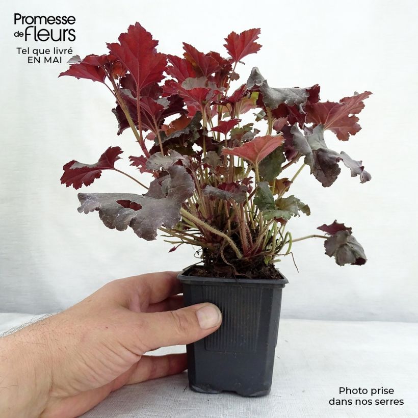 Heuchera micrantha Cappuccino sample as delivered in spring