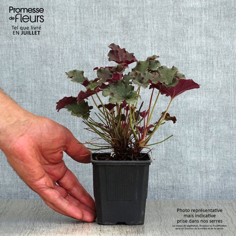 Heuchera micrantha Cappuccino 8/9 cm pot sample as delivered in summer