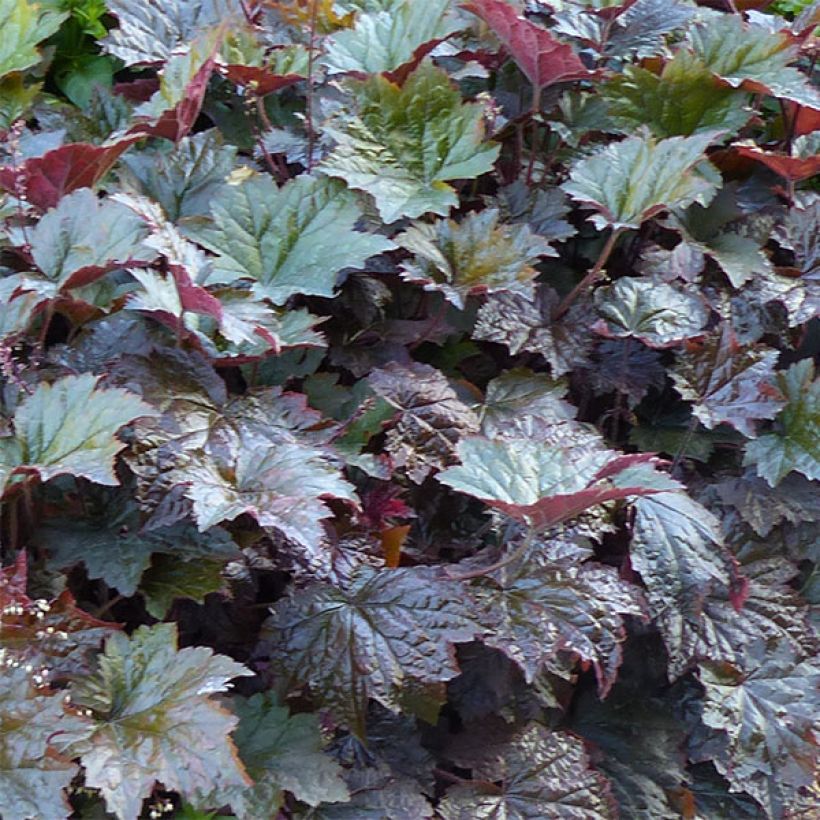 Hesperis matronalis var. albiflora Alba Plena (Foliage)