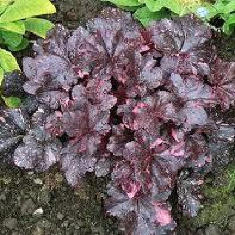 Heuchera Midnight Rose (Plant habit)