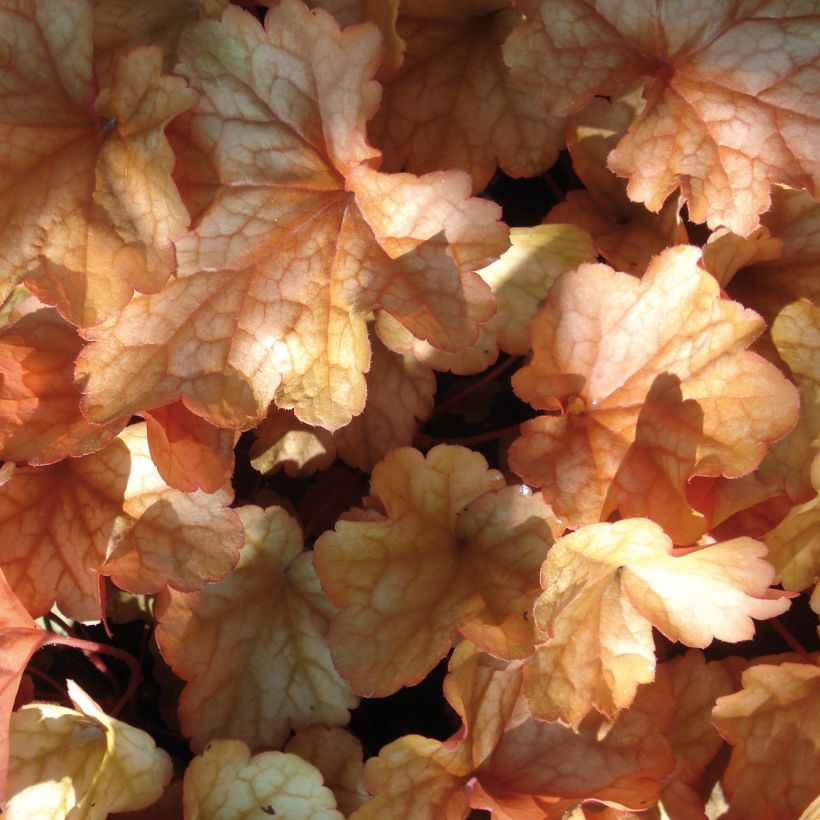 Heuchera Paprika (Foliage)