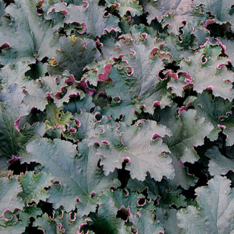 Heuchera Purple Petticoats (Foliage)