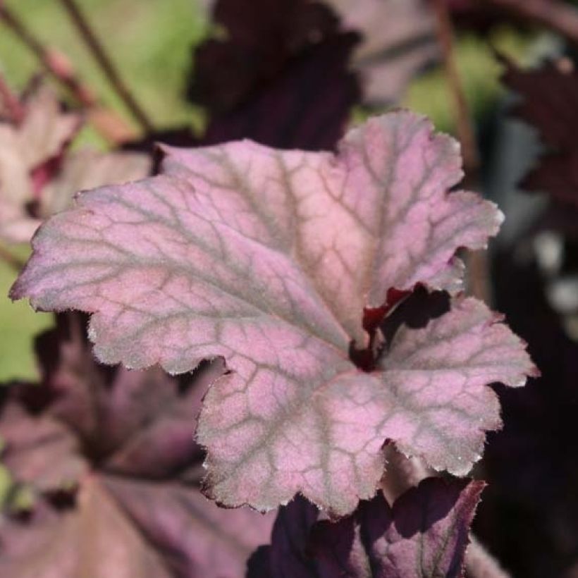 Heuchera Plum Pudding (Foliage)