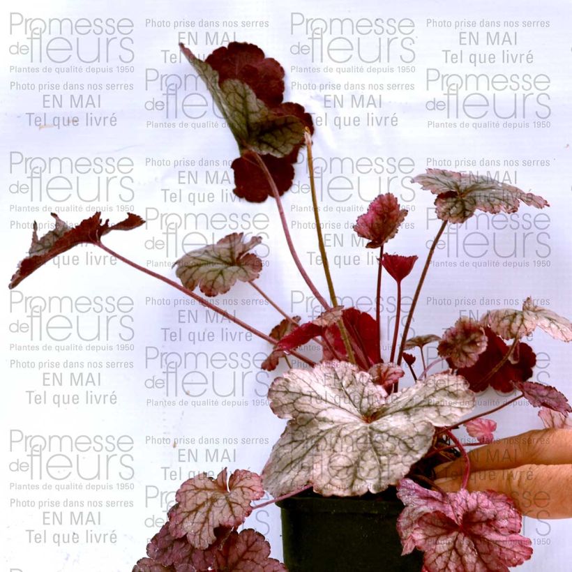 Example of Heuchera Prince of Silver 8/9 cm pot specimen as delivered