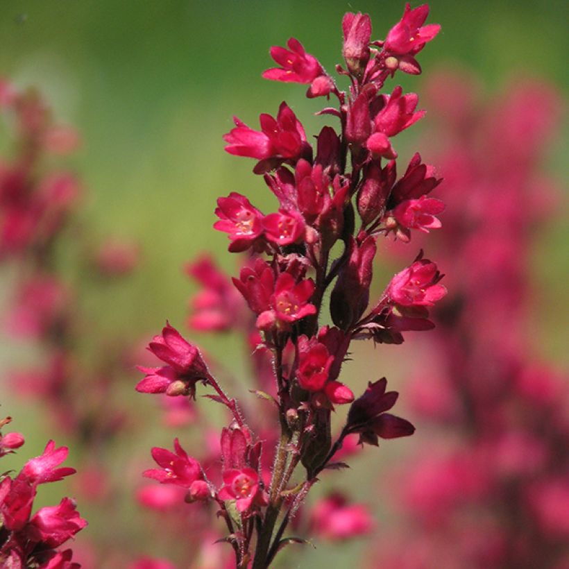 Heuchera sanguinea 'Leuchtkäfer' (Flowering)