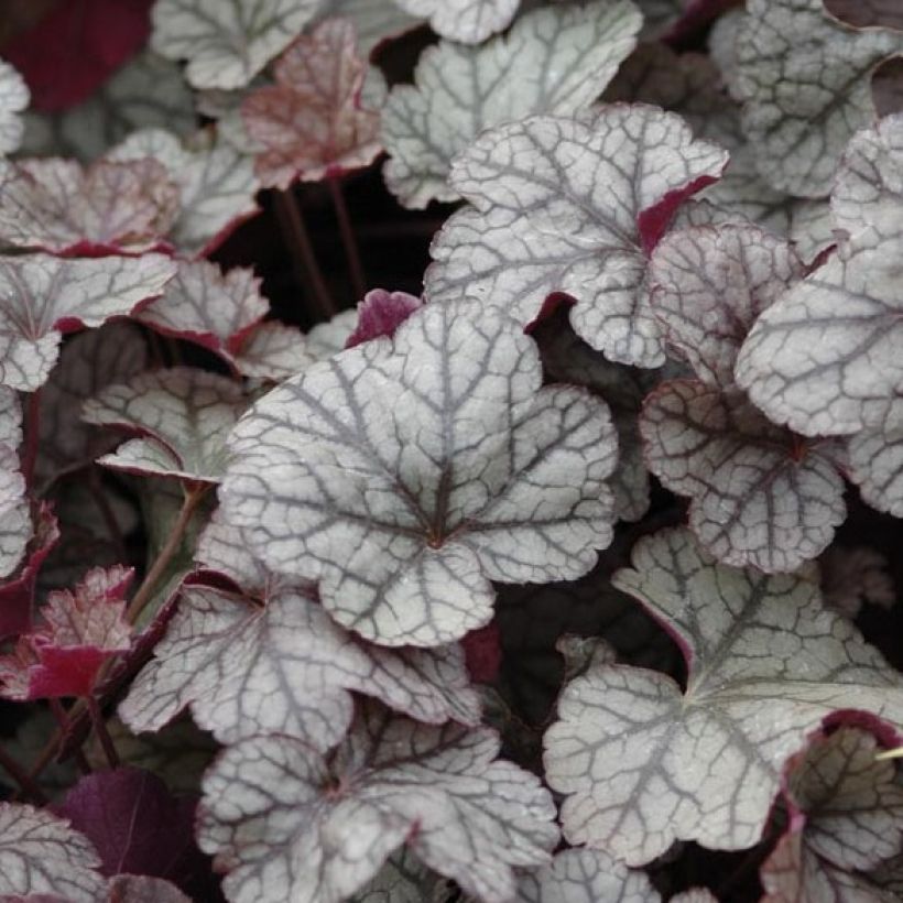 Heuchera Silver Scrolls (Foliage)