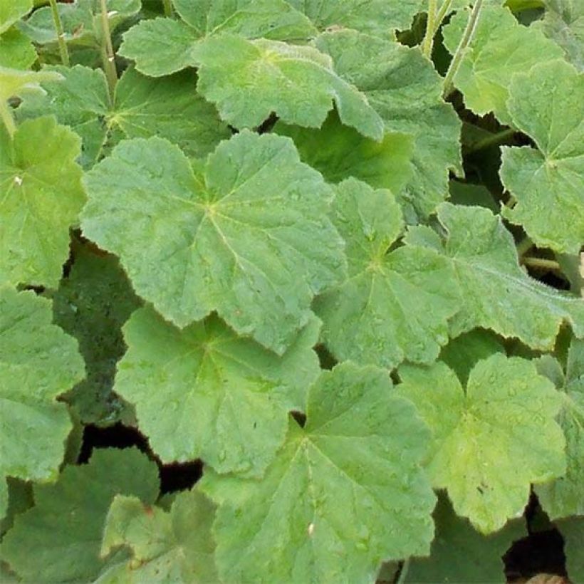 Heuchera villosa var macrorrhiza (Foliage)