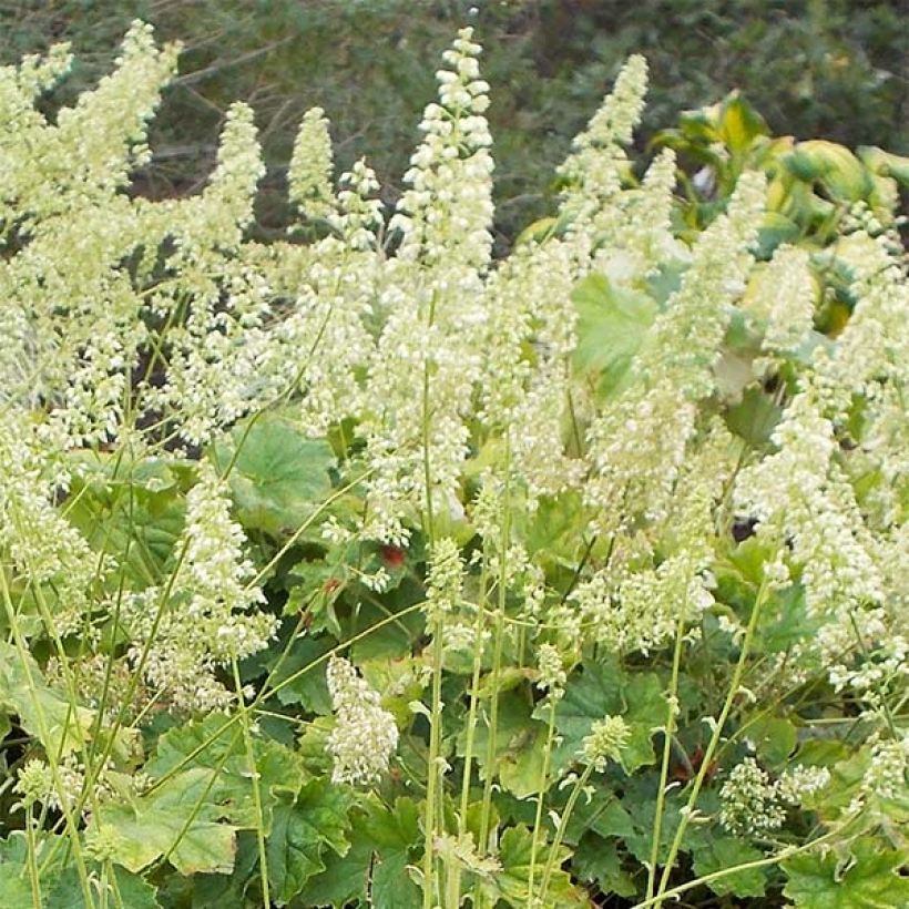 Heuchera villosa var macrorrhiza (Flowering)