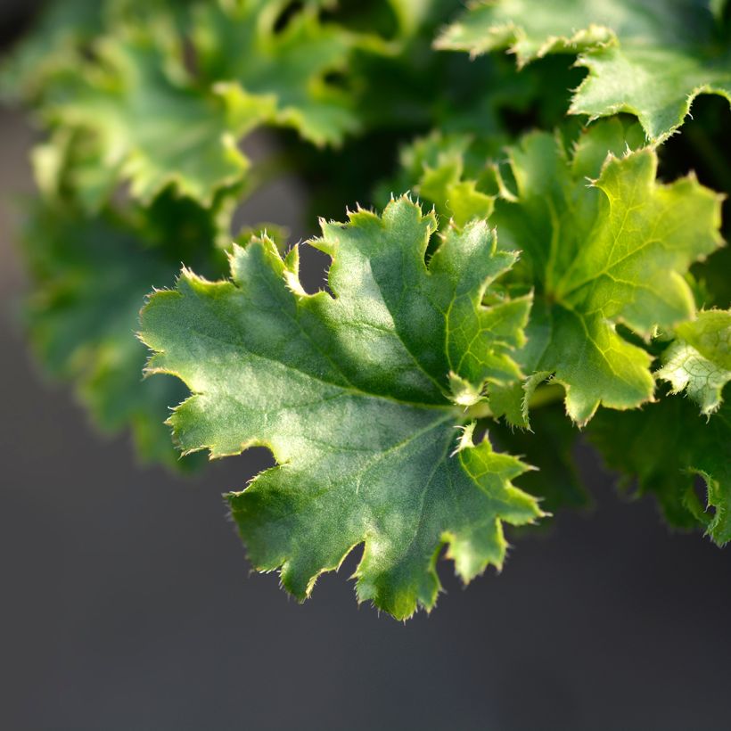 Heuchera hybrida Apple Crisp (Foliage)