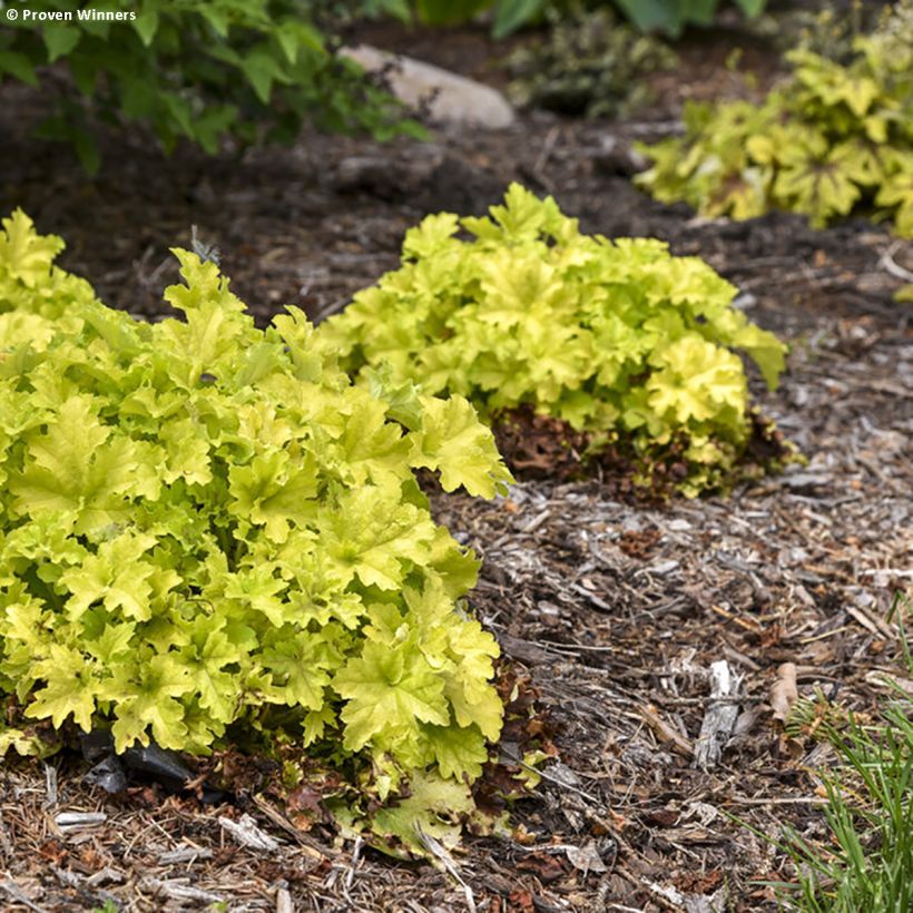 Heuchera (x) hybrida Apple Twist (Plant habit)