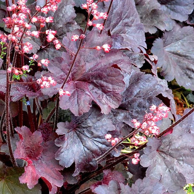 Heuchera Bella Notte (Foliage)