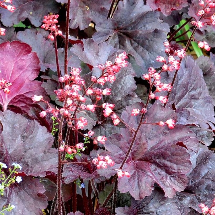 Heuchera Bella Notte (Flowering)