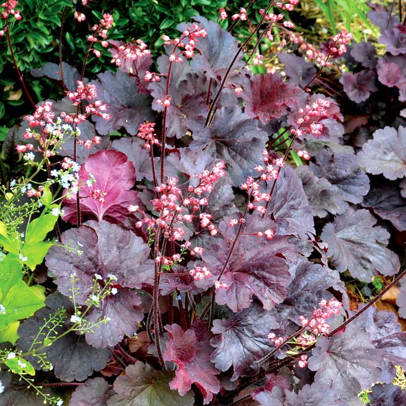 Heuchera Bella Notte (Plant habit)