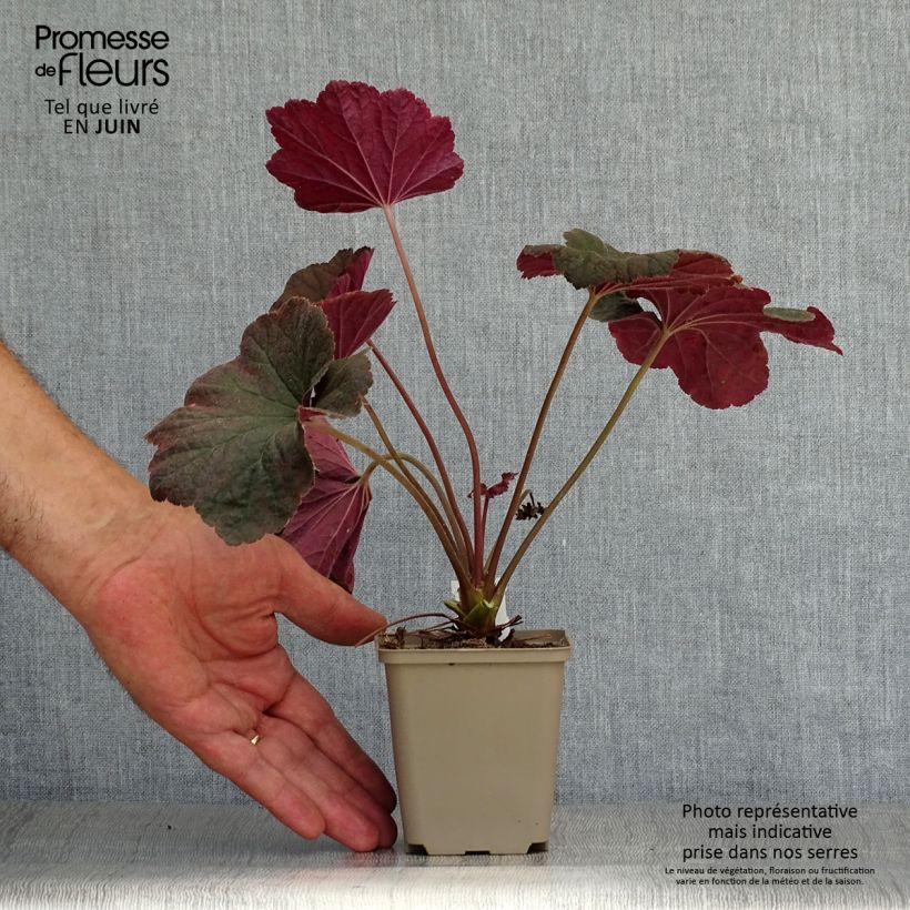 Heuchera Dark Magic - Coral Bells sample as delivered in summer