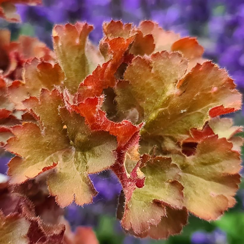 Heuchera hybrida Frilly (Foliage)