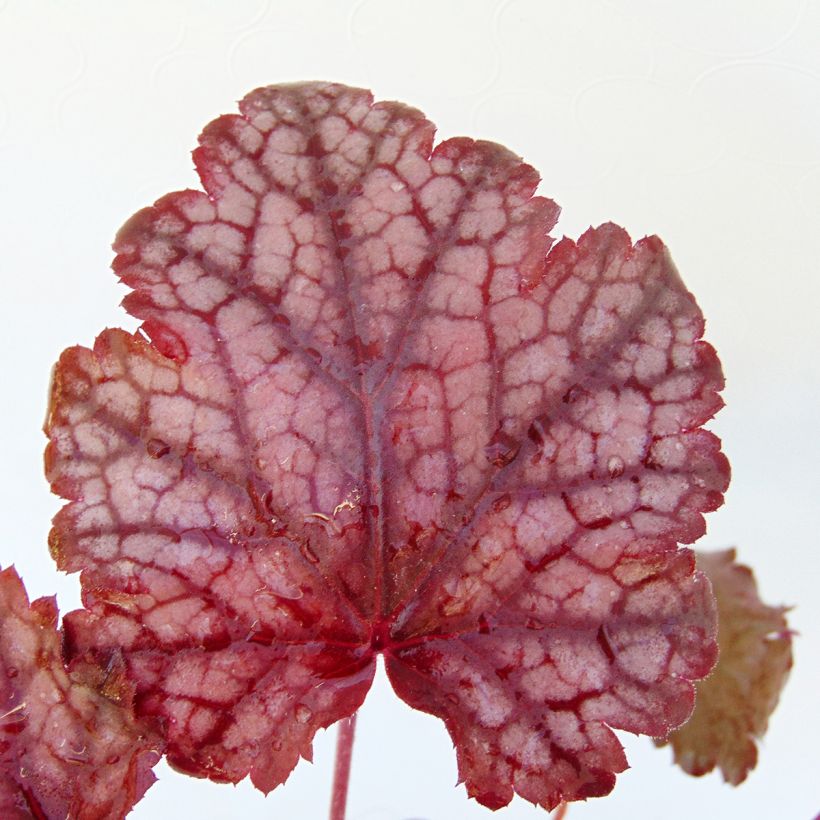 Heuchera Amethyst Myst (Foliage)