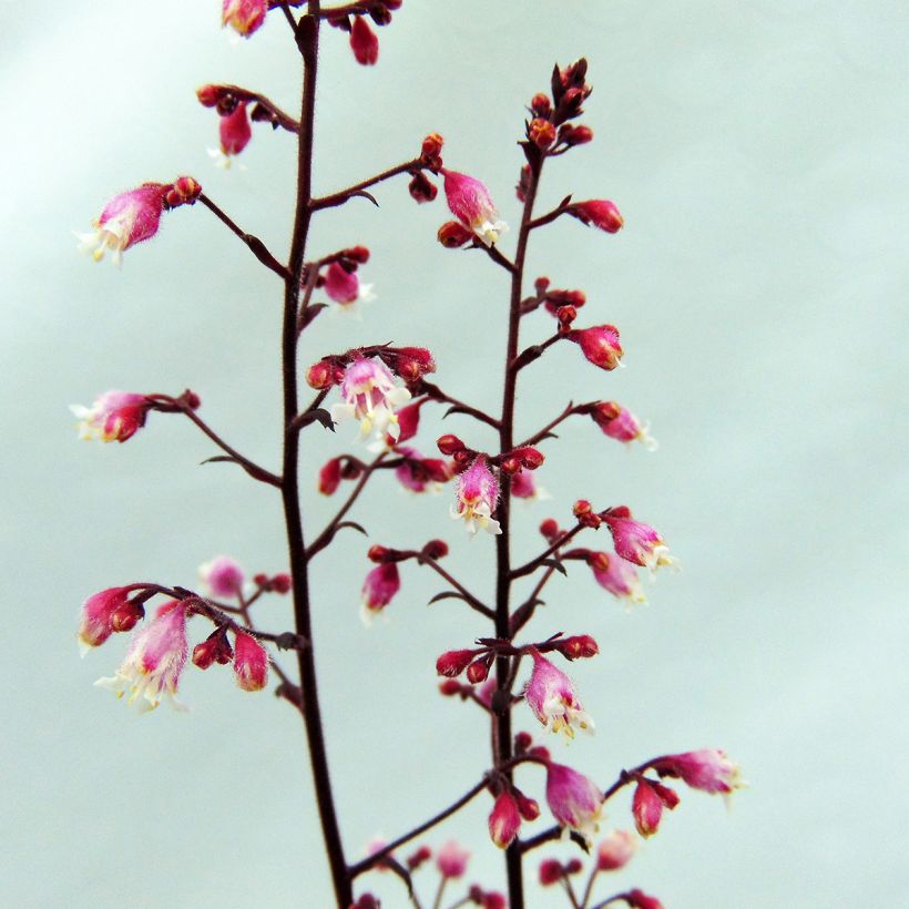 Heuchera Beaujolais (Flowering)