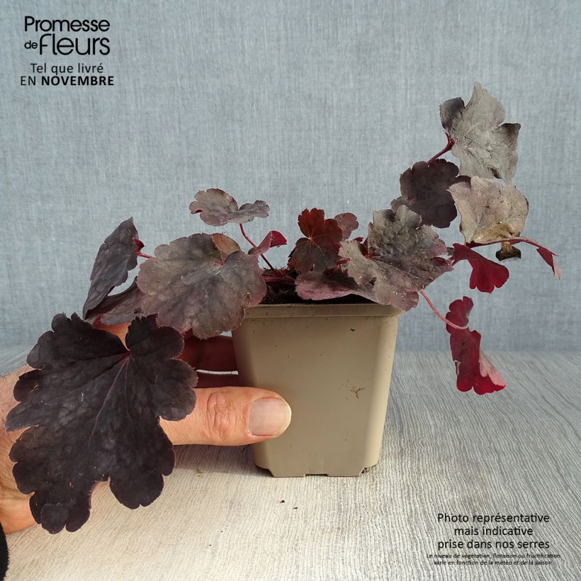 Heuchera Bella Notte 8/9 cm pot sample as delivered in autumn