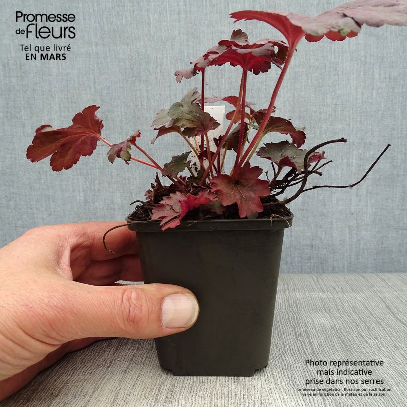 Heuchera Bella Notte 8/9 cm pot sample as delivered in spring