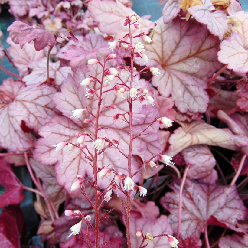 Heuchera Berry Smoothie (Flowering)