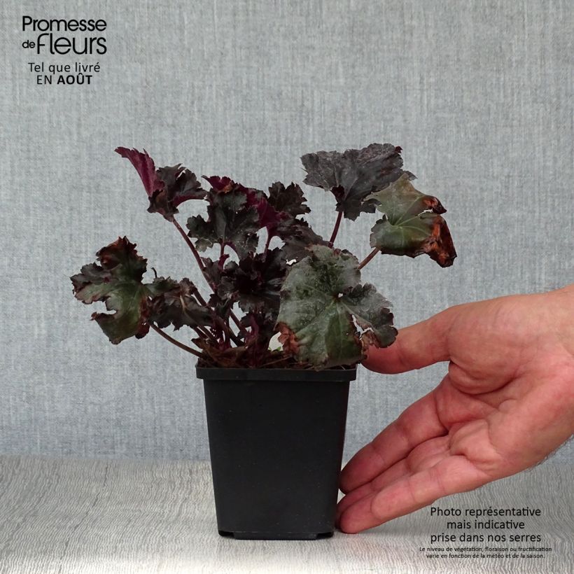 Heuchera villosa Black Pearl 8/9 cm pot sample as delivered in summer