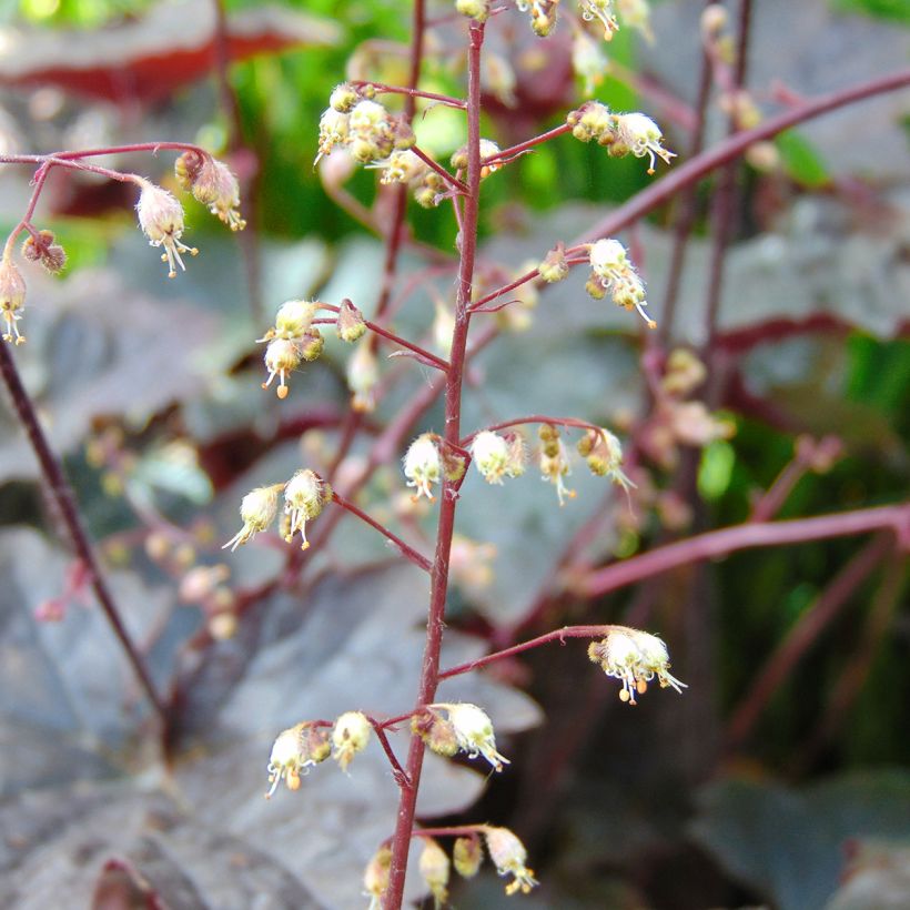 Heuchera Blackout (Flowering)